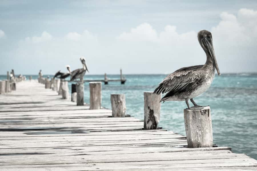 Miami: Key West Dolphin Watch or Snorkel Boat with pickup - What actually makes the day feel worth it (or not)