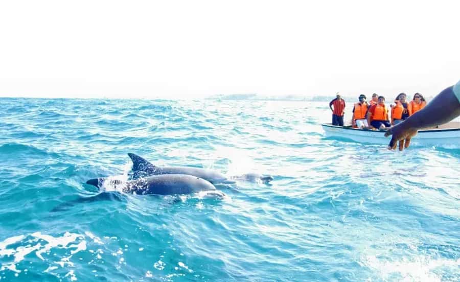 Miami: Key West Dolphin Watch or Snorkel Boat with pickup - Who should book this, and who should skip it