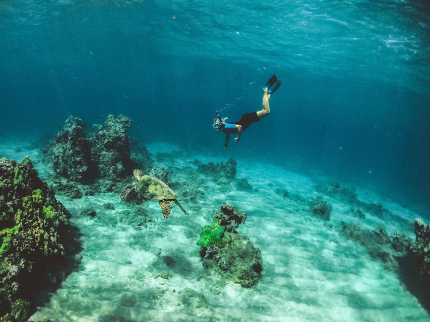 Mirissa: Snorkeling Experience with Turtles - Meeting sea turtles around Mirissa: what the guides do differently