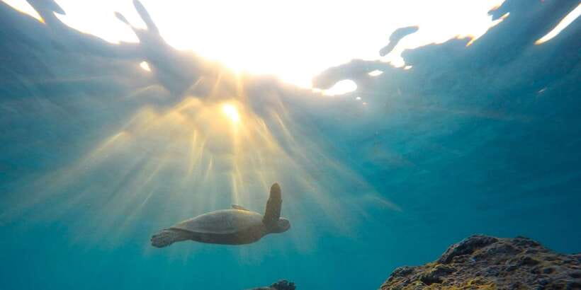 Mirissa: Snorkeling Experience with Turtles - When water visibility drops: you can still have a good trip