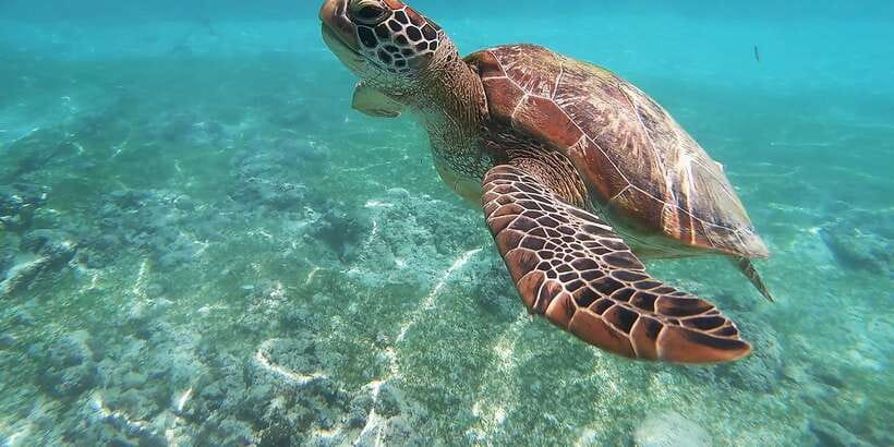 Mirissa: Snorkeling Experience with Turtles - Price and value: what $29 buys you in Kotapola