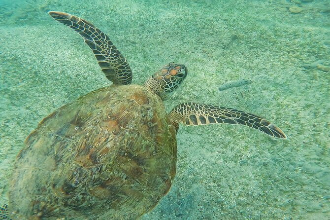 Mirissa Unforgettable Snorkeling Experience with Turtles - Who Should Book This Turtle Snorkel (and Who Might Skip)