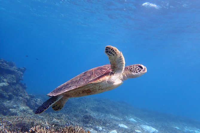[Miyako Island/Half Day] Sea Turtle Snorkeling - Key things I’d bet on before you book