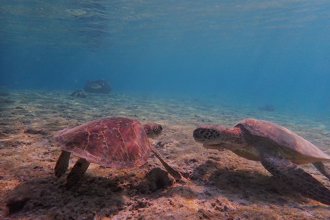 [Miyako Island/Half Day] Sea Turtle Snorkeling - Sea Turtle Snorkeling at Shigira Beach: What This Trip Feels Like