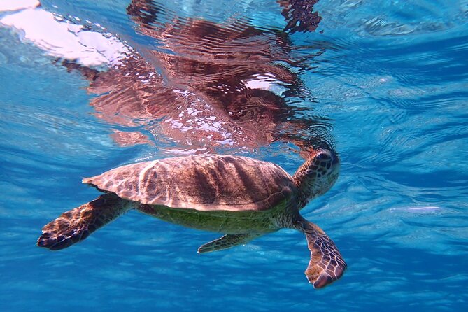 [Miyako Island/Half Day] Sea Turtle Snorkeling - Gear Rules: Life Jacket, Mask, Fins, and Special Shoes