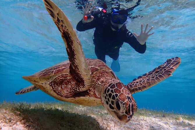 [Miyako Island/Half Day] Sea Turtle Snorkeling - Beginner Coaching That Actually Helps You Float