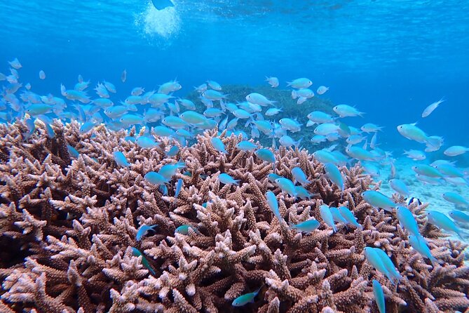 [Miyako Island/Half Day] Sea Turtle Snorkeling - Sea Turtle Sightings: High Chances, Not a Promise