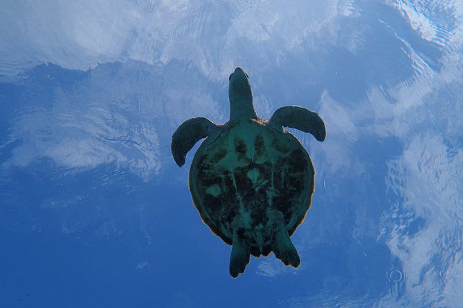 [Miyako Island/Half Day] Sea Turtle Snorkeling - Free Waterproof Photo Data: Why It’s Worth It