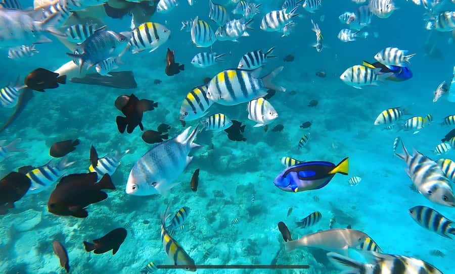 Mnemba Island: Dolphin Swim & Snorkeling with Optional Lunch - Why Mnemba Dolphin Swim + Snorkeling Works So Well