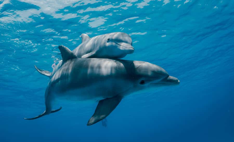 Mnemba Island: Dolphin Swim & Snorkeling with Optional Lunch - What’s Included (And What You Actually Get for $21)