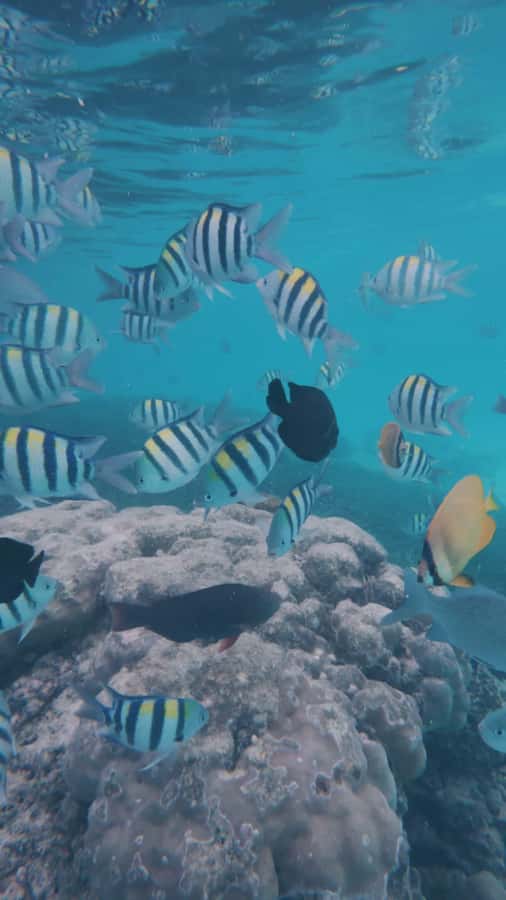 Mnemba Island: Dolphin Swim & Snorkeling with Optional Lunch - Timing and Duration: Plan for 3.5 to 5 Hours on the Water