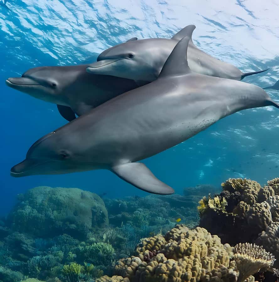 Mnemba Island: Dolphin Swim & Snorkeling with Optional Lunch - Lunch Option (With Wine): Swahili or Seafood on the Beach