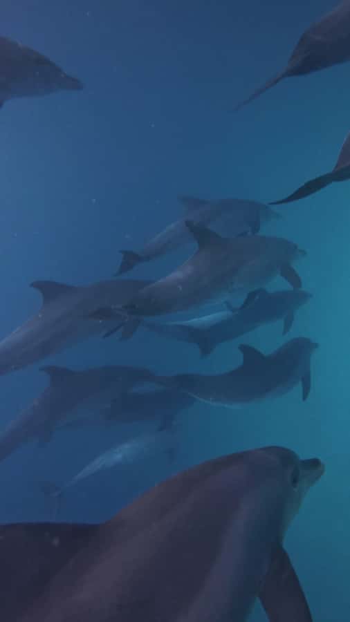 Mnemba Island: Dolphin Swim & Snorkeling with Optional Lunch - Guides and Crew: What Good Looks Like on the Water