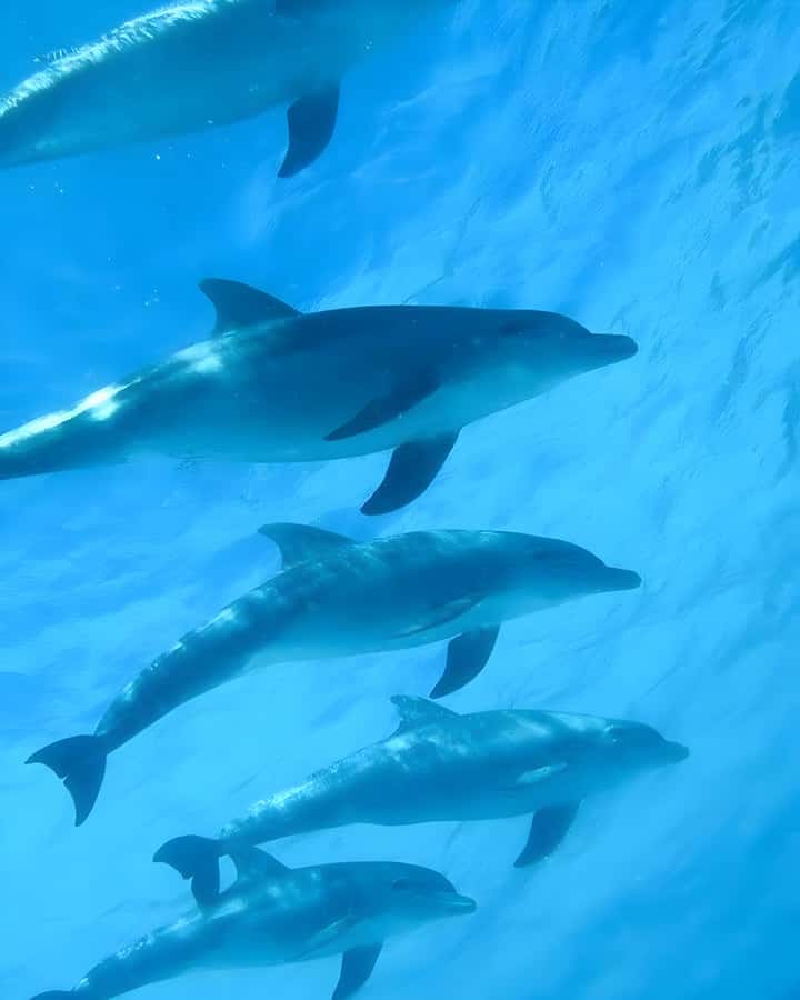 Mnemba Island: Dolphin Swim & Snorkeling with Optional Lunch - Getting There: Hotel Pickup vs Muyuni Beach Meet-Up