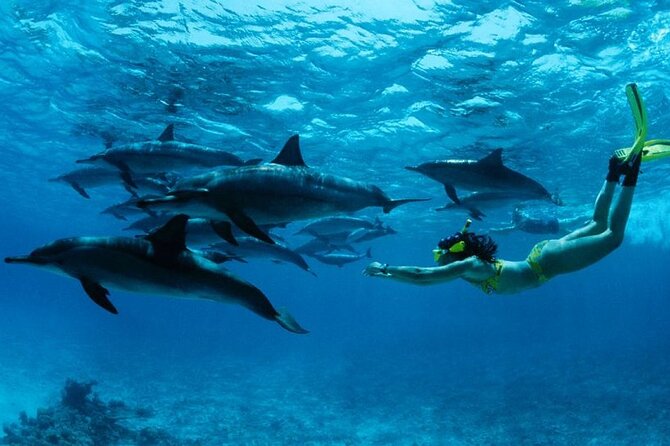 Mnemba Island snorkeling and Swimming with Dolphin - Quick highlights