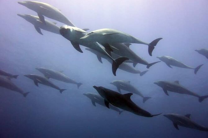 Mnemba Island snorkeling and Swimming with Dolphin - A Half-Day Plan That Hits Dolphins, Mnemba Snorkeling, and a Tide Sandbank