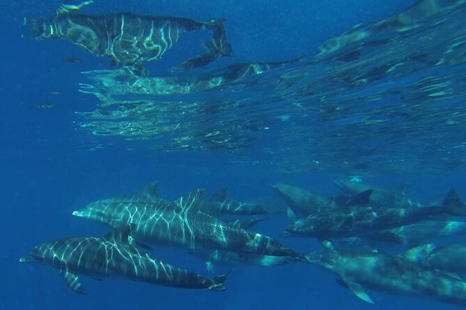Mnemba Island snorkeling and Swimming with Dolphin - Price and Value at $55: What You’re Really Paying For