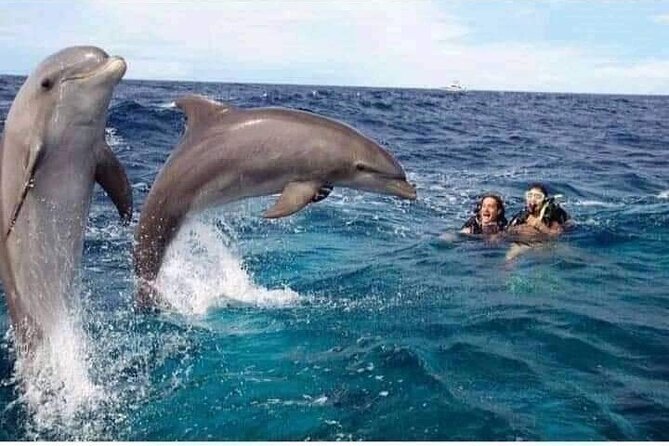 Mnemba Island snorkeling and Swimming with Dolphin - Pickup Timing From Kendwa/Nungwi and Mama Mia Beach