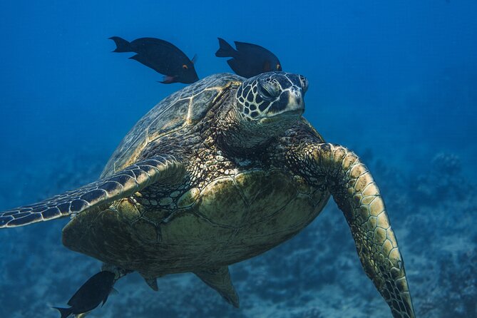 Moana’s Waikīkī Grand Guided Turtle Snorkel & Sailing Adventure - Kewalo Basin to Turtle Canyon: the flow that keeps things easy