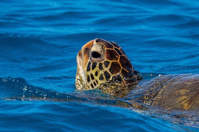 Moana’s Waikīkī Grand Guided Turtle Snorkel & Sailing Adventure - The catamaran ride: seating, restrooms, and why it matters with kids
