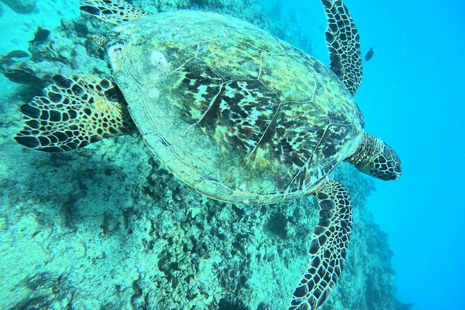 Moana’s Waikīkī Grand Guided Turtle Snorkel & Sailing Adventure - Drinks on the return sail: included first round, then $8 more