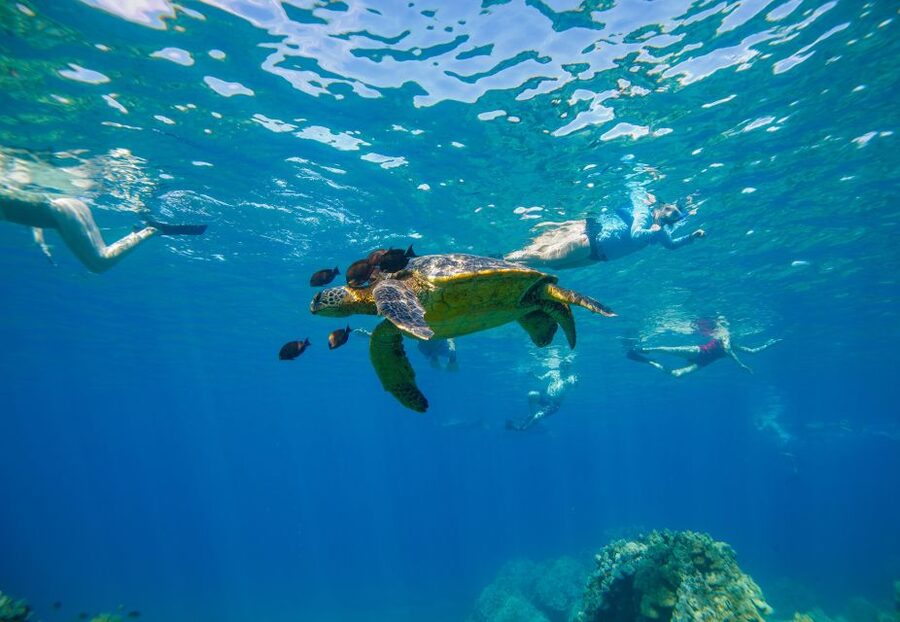 Molokini Crater Snorkel & Whale Watching (Dec 15 – Mar 30) - Molokini Crater snorkeling: clear water and reef life you can name