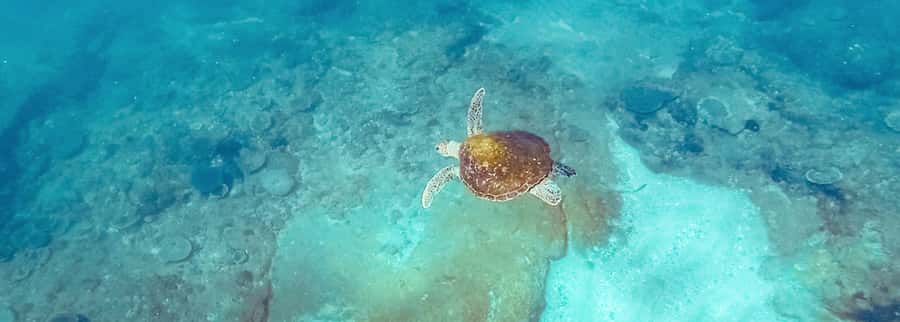 Mooloolaba: Snorkel with Turtles Mudjimba Island - Key highlights you should actually care about