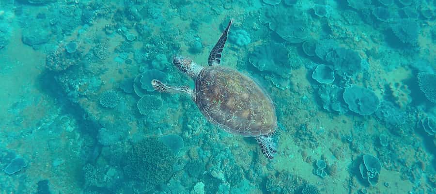 Mooloolaba: Snorkel with Turtles Mudjimba Island - Who should book—and who should skip it
