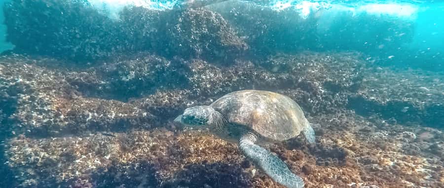 Mooloolaba: Snorkel with Turtles Mudjimba Island - Should you book this turtle snorkeling from Mooloolaba?