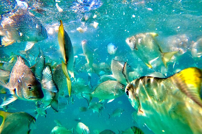 Moreton Island Day Trip (Kayak, Snorkel & Sandboard) frm Brisbane or Gold Coast - Transparent kayak viewing: the reef from above, without staring down