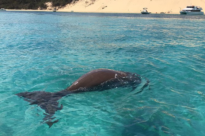 Moreton Island Eco Marine Safari Cruise and Snorkel - Newport Marina Morning: getting to the day’s rhythm