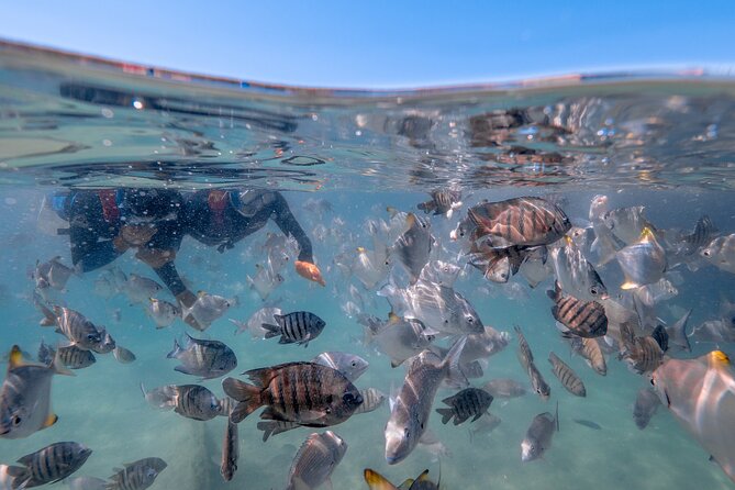 Moreton Island Eco Marine Safari Cruise and Snorkel - Marine safari spotting: dolphins, turtles, dugongs, stingrays