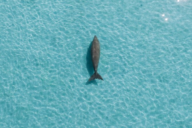Moreton Island Eco Marine Safari Cruise and Snorkel - Meals built into the schedule (and why that’s good value)