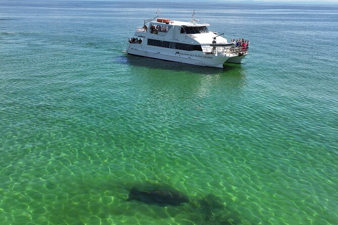 Moreton Island Eco Marine Safari Cruise and Snorkel - Price and value: $142.73 for a full day that’s not just a ferry ride
