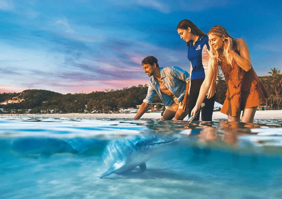Moreton Island: Tangalooma Snorkeling Tour & Dolphin Feeding - Key highlights you’ll actually care about