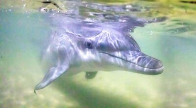 Moreton Island: Tangalooma Snorkeling Tour & Dolphin Feeding - Tangalooma Island Resort day pass: why you’re not just “doing a tour”