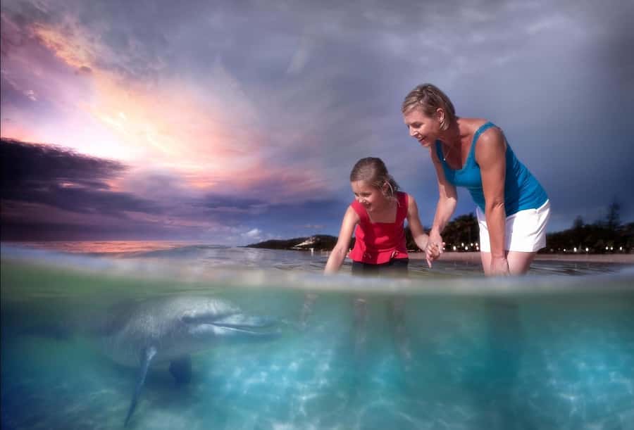 Moreton Island: Tangalooma Snorkeling Tour & Dolphin Feeding - Wild dolphin feeding at sunset: the ethics, the limits, and the realism