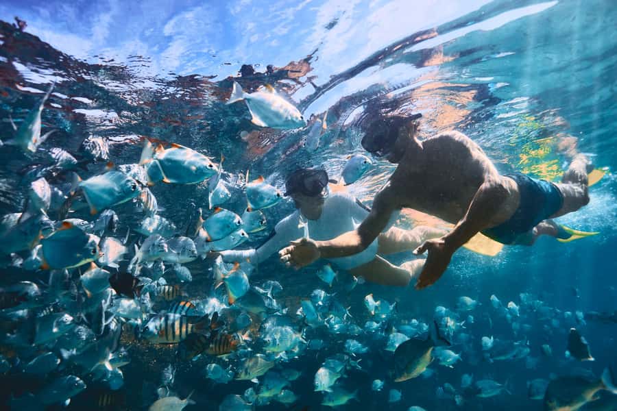 Moreton Island: Tangalooma Snorkeling Tour & Dolphin Feeding - Who should book this tour—and who should skip it