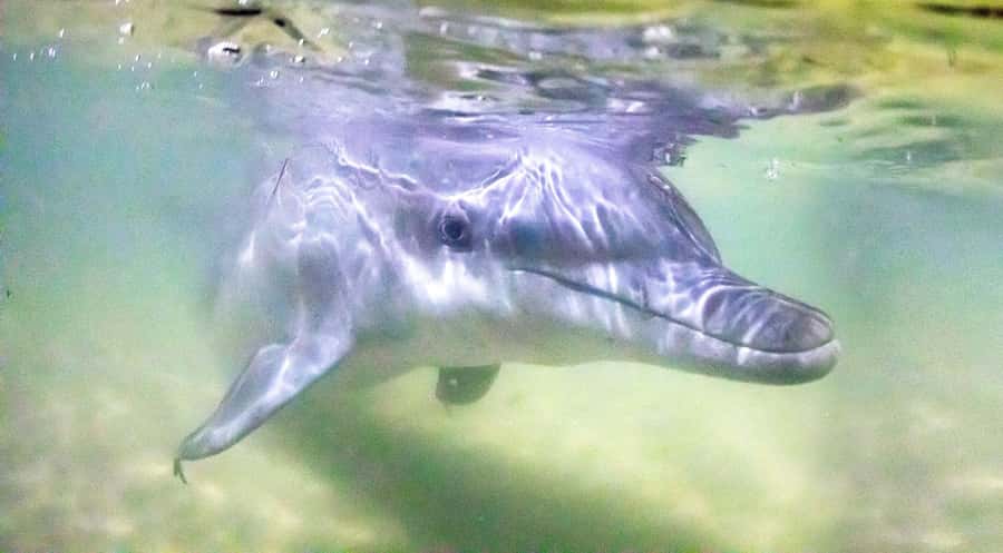 Moreton Island: Tangalooma Snorkeling Tour & Dolphin Feeding - Tangalooma Island Resort day pass: why you’re not just “doing a tour”