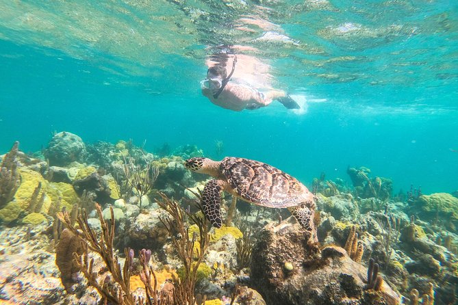 Morning Half Day Cruise from Providenciales with Snorkeling and Iguana Island - Key points before you go