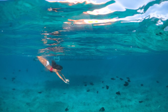 Morning Half Day Cruise from Providenciales with Snorkeling and Iguana Island - A four-hour plan that still feels like a full island day