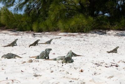 Morning Half Day Cruise from Providenciales with Snorkeling and Iguana Island - Grace Bay cruising: your first taste of the postcard blues