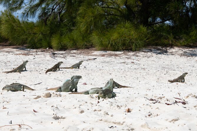 Morning Half Day Cruise from Providenciales with Snorkeling and Iguana Island - Grace Bay cruising: your first taste of the postcard blues