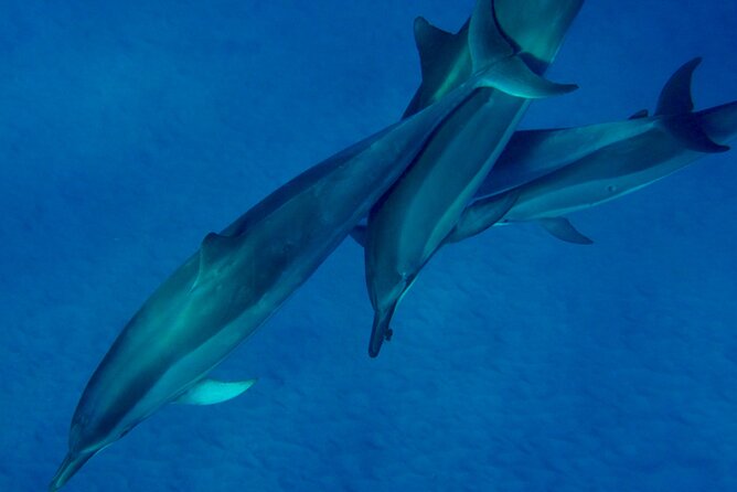 Morning Magic Kayak and Snorkel Adventure in Kealakekua Bay - Kayaking across: where the guide makes the difference