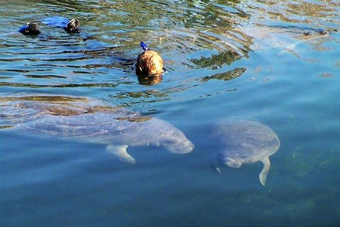 Morning Swim and Snorkel with Manatees-Guided Crystal River Tour - Key Things to Know Before You Go