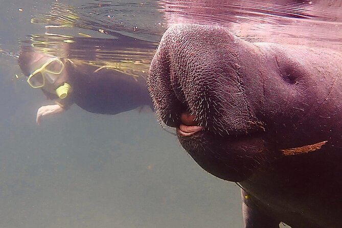 Morning Swim and Snorkel with Manatees-Guided Crystal River Tour - Pete’s Pier, Hunter Springs Park, and the Wildlife and Preserve Areas: Scenic Stops With Purpose