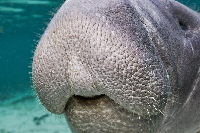 Morning Swim and Snorkel with Manatees-Guided Crystal River Tour - Snorkel vs. Watch From the Boat: How the Tour Works for Different Comfort Levels