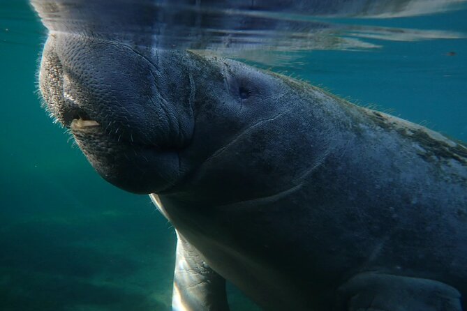 Morning Swim and Snorkel with Manatees-Guided Crystal River Tour - Guides, Captains, and the Team Effect: Why Names Keep Coming Up
