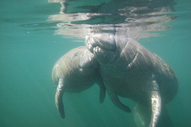 Morning Swim and Snorkel with Manatees-Guided Crystal River Tour - Timing, Water Clarity, and Weather: What Can Go Wrong (and How to Plan for It)