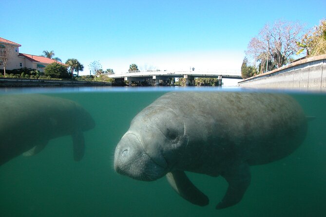 Morning Swim and Snorkel with Manatees-Guided Crystal River Tour - Entering The Day at American Pro Diving Center: Gear Up, Learn the Rules, Then Go
